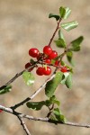 Hollyleaf Redberry fruit & foliage