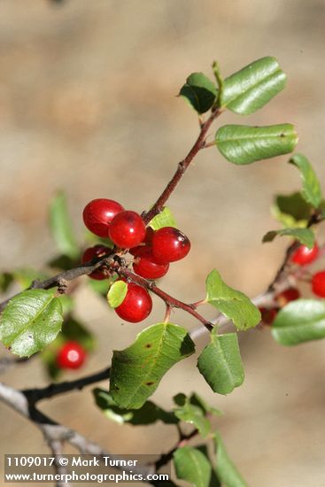 Rhamnus ilicifolia