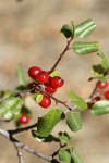 Hollyleaf Redberry fruit & foliage