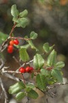 Hollyleaf Redberry fruit & foliage