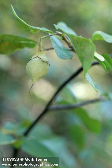 Styrax redivivus