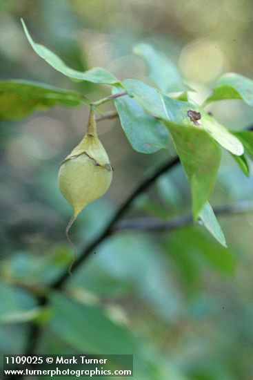 Styrax redivivus