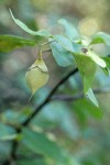 California Snowdrop Bush fruit & foliage