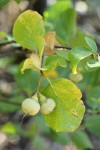 California Snowdrop Bush fruit & foliage