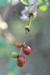 Chaparral Honeysuckle fruit