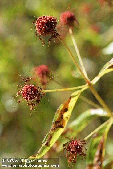 Cephalanthus occidentalis