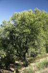 Canyon Live Oak