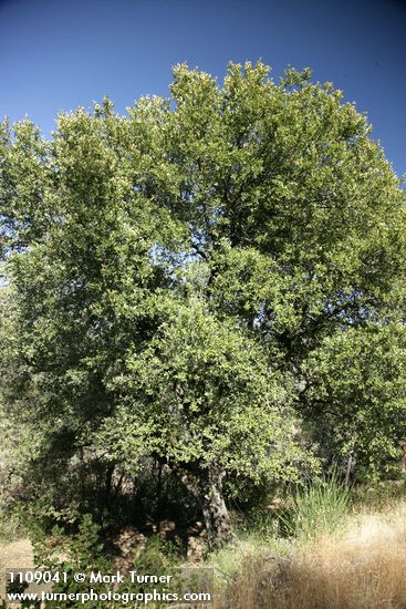 Quercus chrysolepis