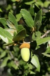 Canyon Live Oak acorn among foliage