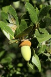 Canyon Live Oak acorn among foliage