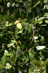 Canyon Live Oak acorn among foliage