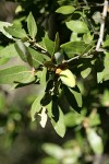 Canyon Live Oak acorn among foliage