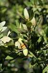 Canyon Live Oak acorns among foliage