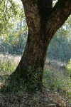 Canyon Live Oak trunk