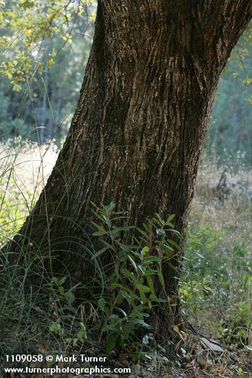 Quercus chrysolepis