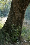 Canyon Live Oak trunk