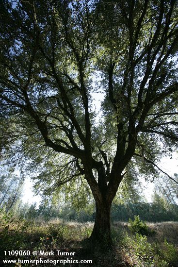 Quercus chrysolepis