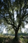 Canyon Live Oak