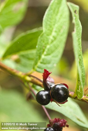 Lonicera involucrata