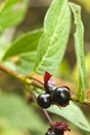 Black Twinberry fruit & foliage