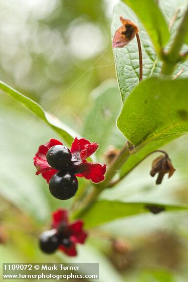 Lonicera involucrata