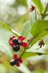 Black Twinberry fruit among foliage