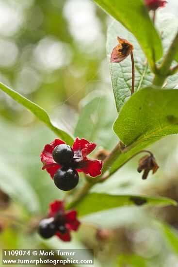 Lonicera involucrata