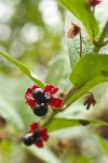 Black Twinberry fruit among foliage