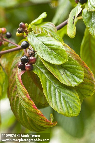 Frangula purshiana (Rhamnus purshiana)