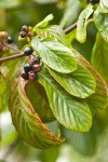 Cascara fruit & foliage