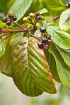 Cascara fruit & foliage
