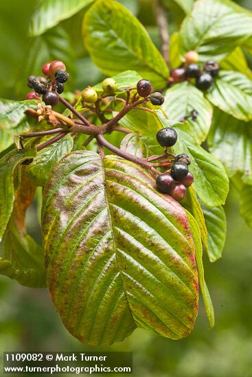 Frangula purshiana (Rhamnus purshiana)