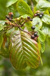 Cascara fruit & foliage
