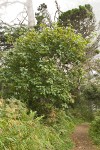 Cascara along trail