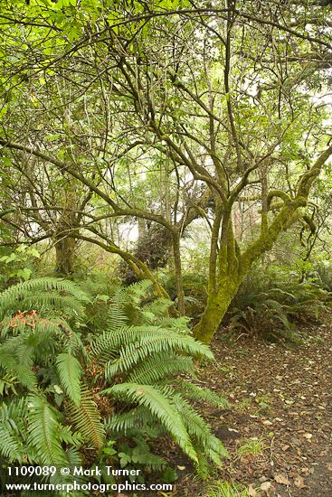 Sambucus racemosa var. racemosa; Polystichum munitum