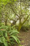 Red Elderberry w/ Sword Fern