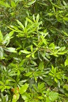 Pacific wax-myrtle foliage