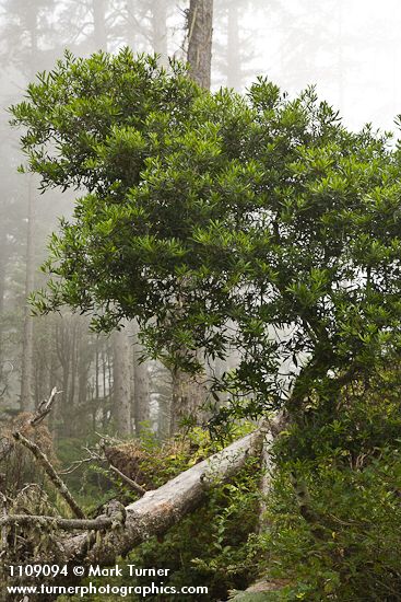 Myrica californica