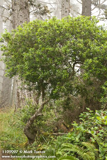 Myrica californica