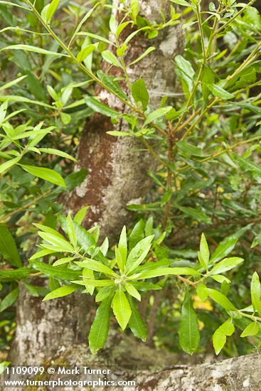 Myrica californica