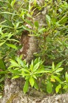 Pacific wax-myrtle foliage