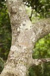 Pacific wax-myrtle trunk