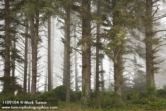 Picea sitchensis