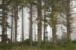 Sika Spruce forest w/ coastal fog