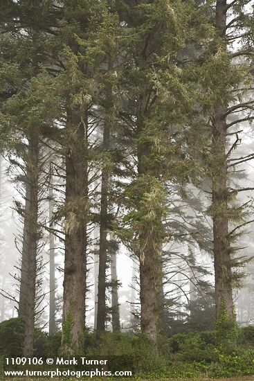 Picea sitchensis