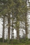 Sika Spruce forest w/ coastal fog