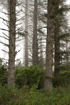 Sika Spruce forest w/ Pacific Wax-myrtle understory