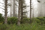 Sika Spruce forest w/ Pacific Wax-myrtle understory