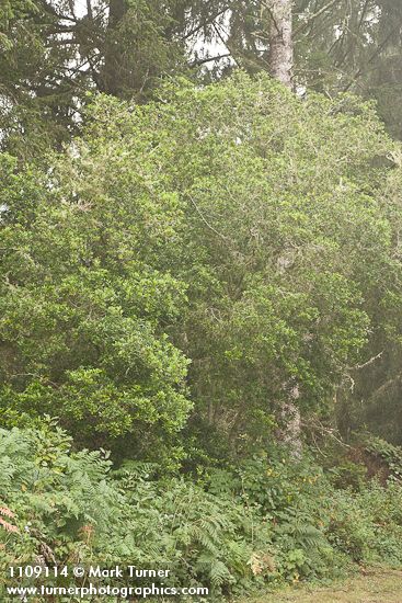 Myrica californica