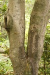 Pacific Wax-myrtle trunk